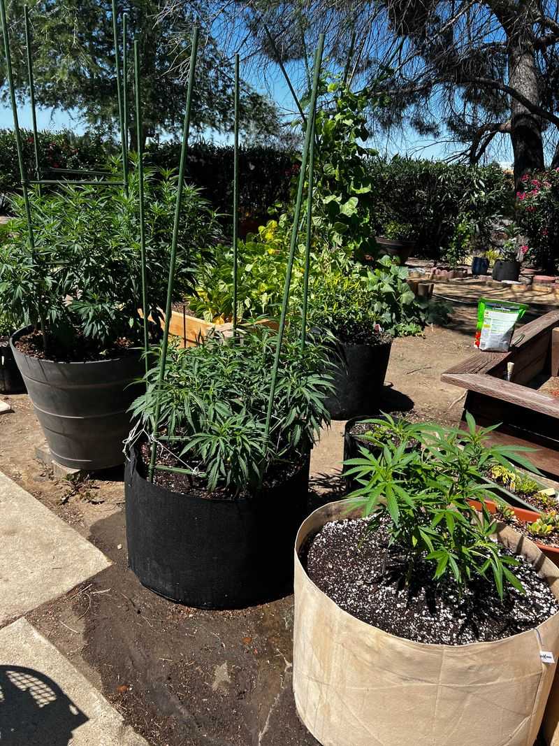 Dark Pots Absorb More Heat