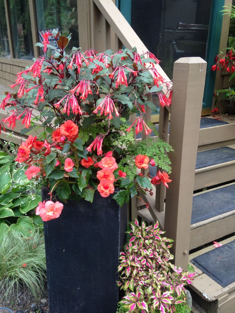 Dark Pots Can Bake The Potting Mix