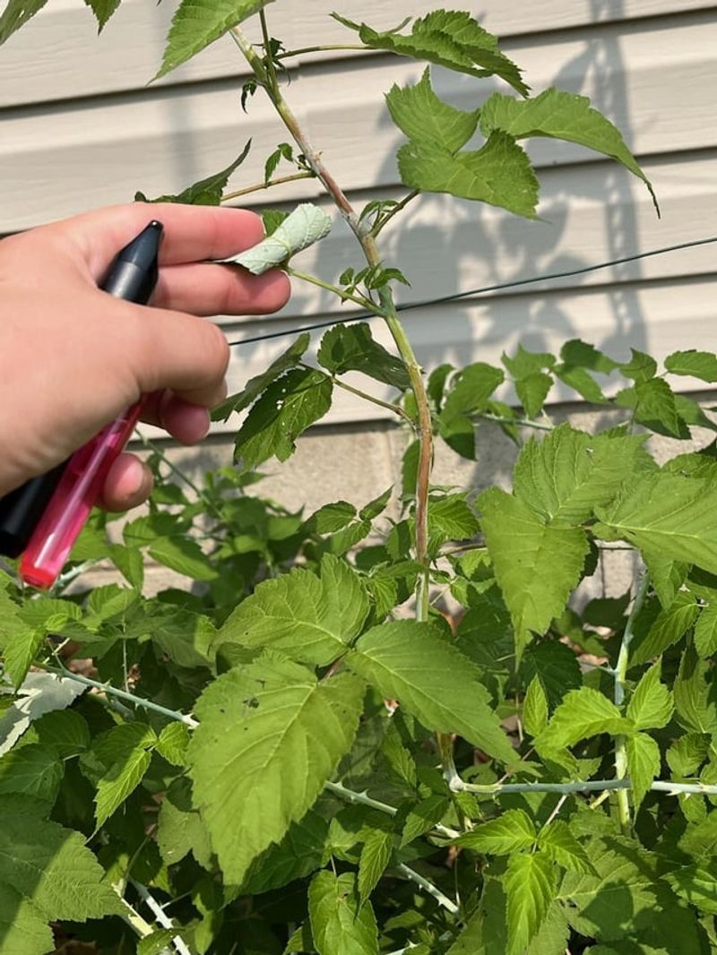 Dark, Sunken Lesions On Canes