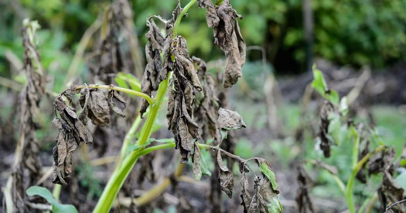 Dark, Sunken Spots On Tubers