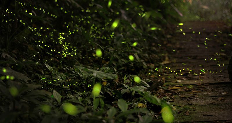 Darker Evenings Make Firefly Signals Easier To See Darker Evenings Make Firefly Signals Easier To See