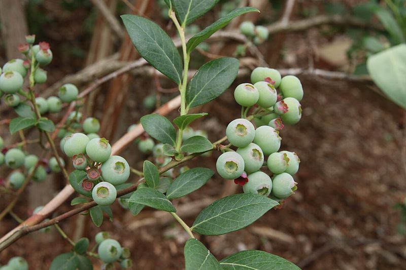 Darrow's Blueberry Brings Small Native Berries To Acidic Soil Darrow's Blueberry Brings Small Native Berries To Acidic Soil