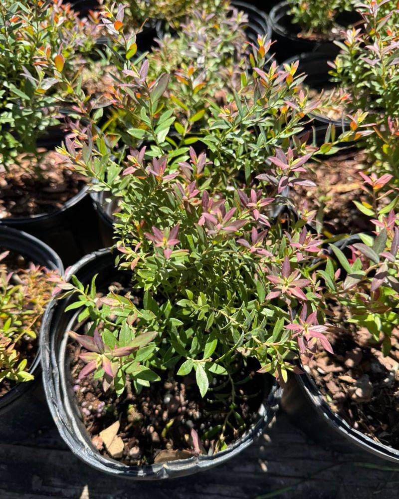 Darrow's Blueberry Fits Acid Loving Containers