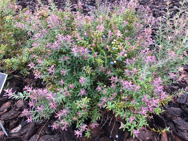 Darrow's Blueberry Works In Sandy Acid Soil