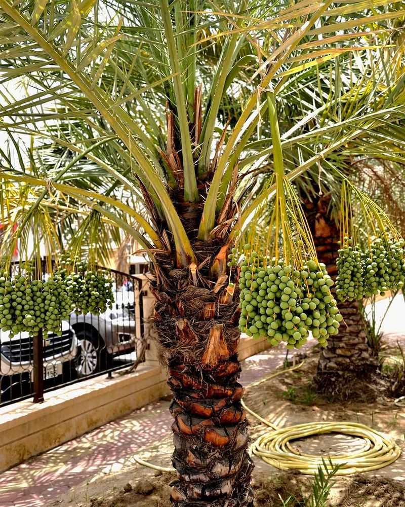 Date Palm Fits Naturally Into Desert Gardens