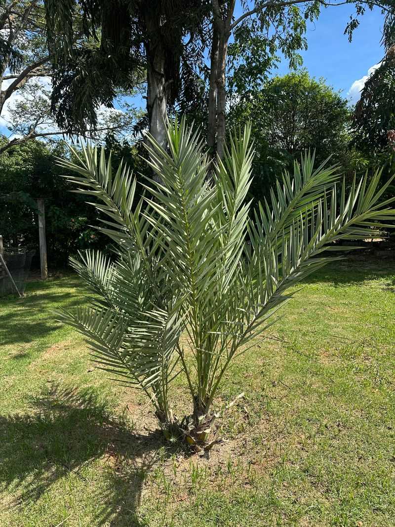 Date Palms Love Desert Heat
