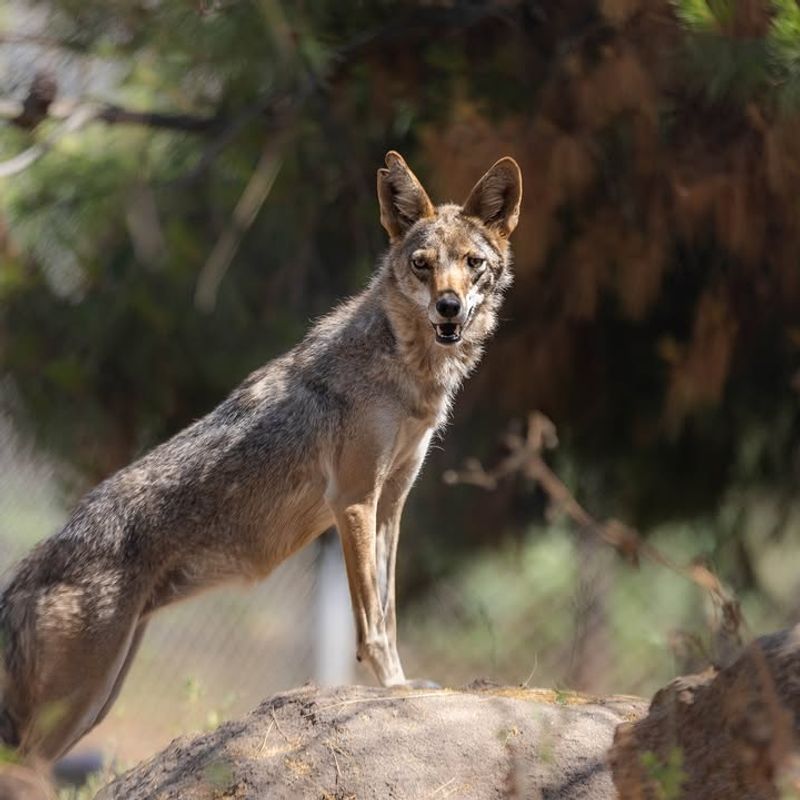 Dawn And Dusk Sightings Are Often Part Of Normal Movement