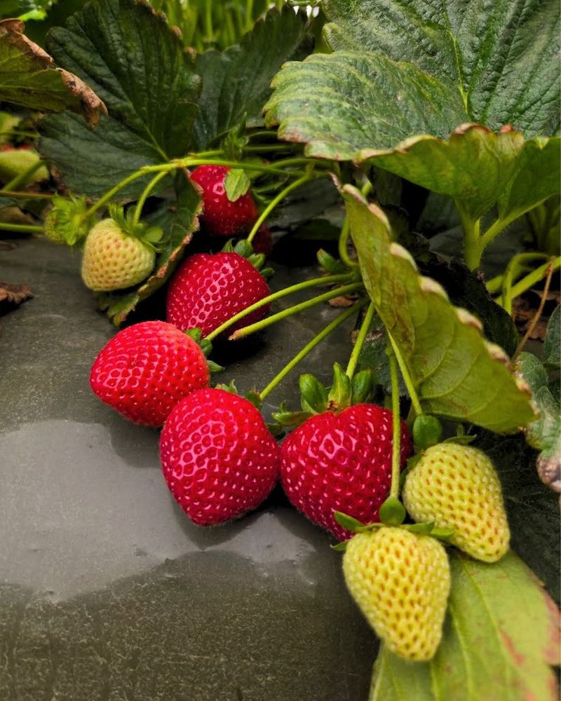 Day Neutral Strawberries Can Extend The Season