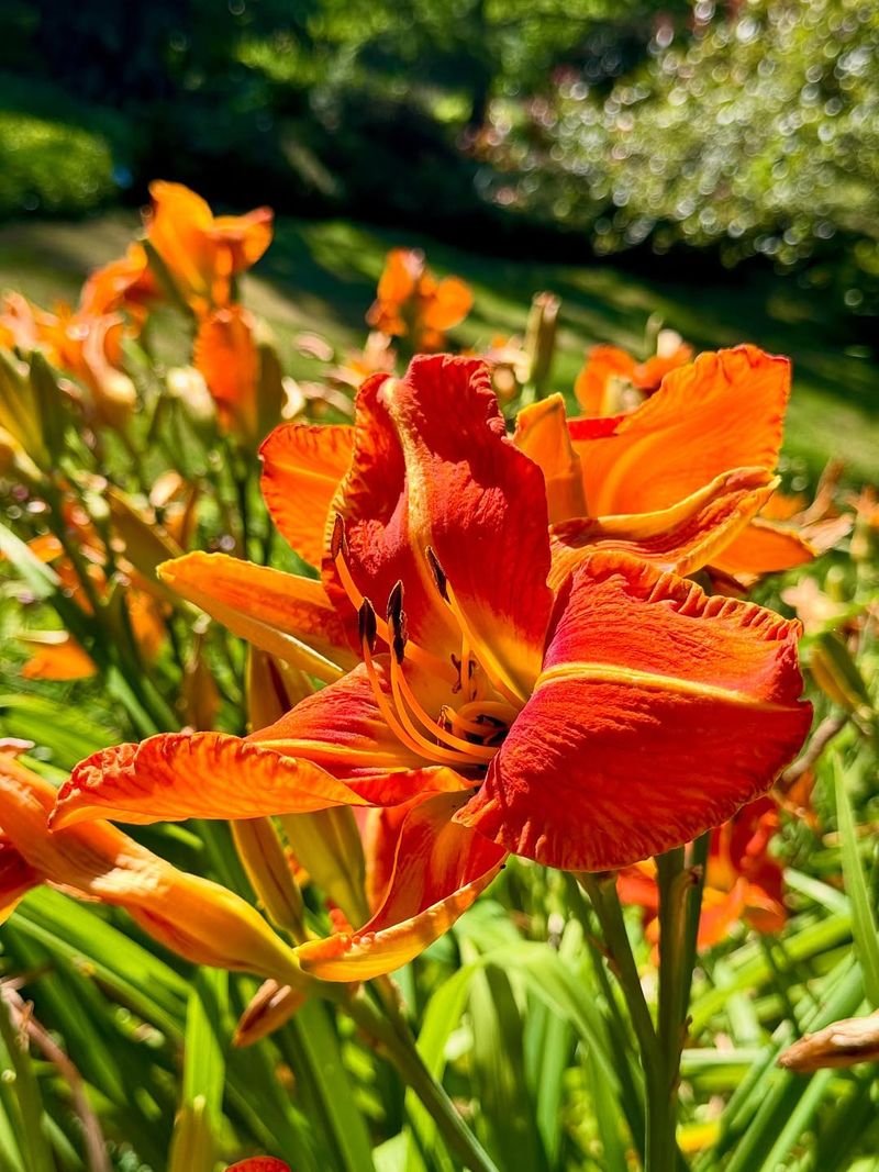 Daylilies Daylilies