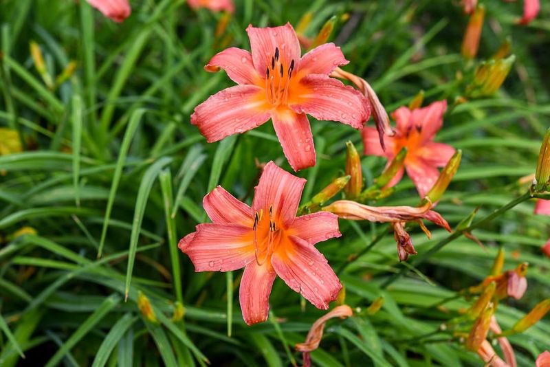 Daylilies 