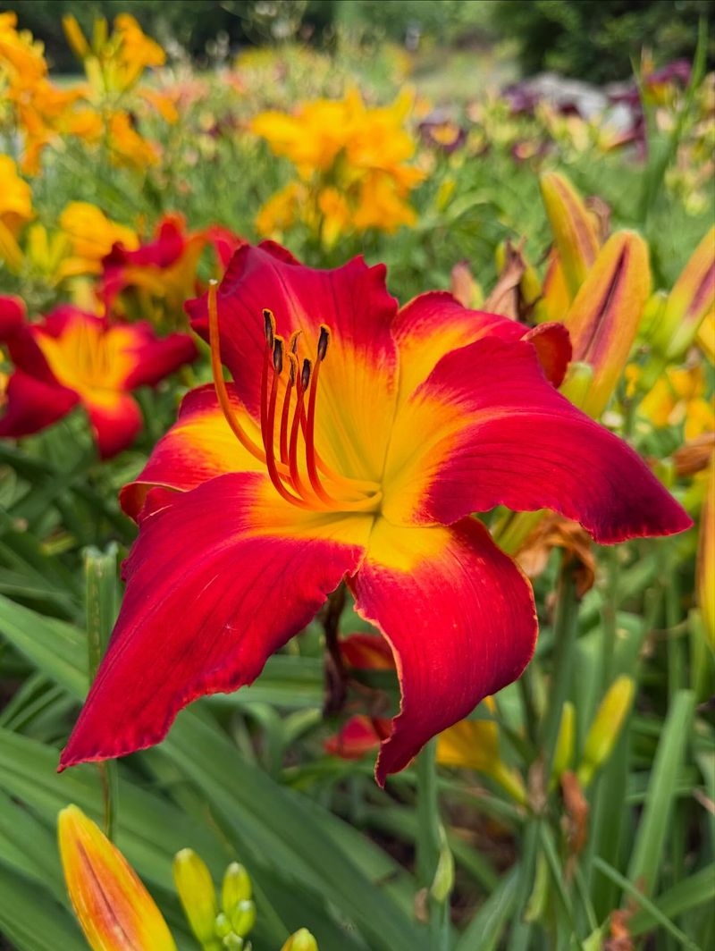 Daylilies