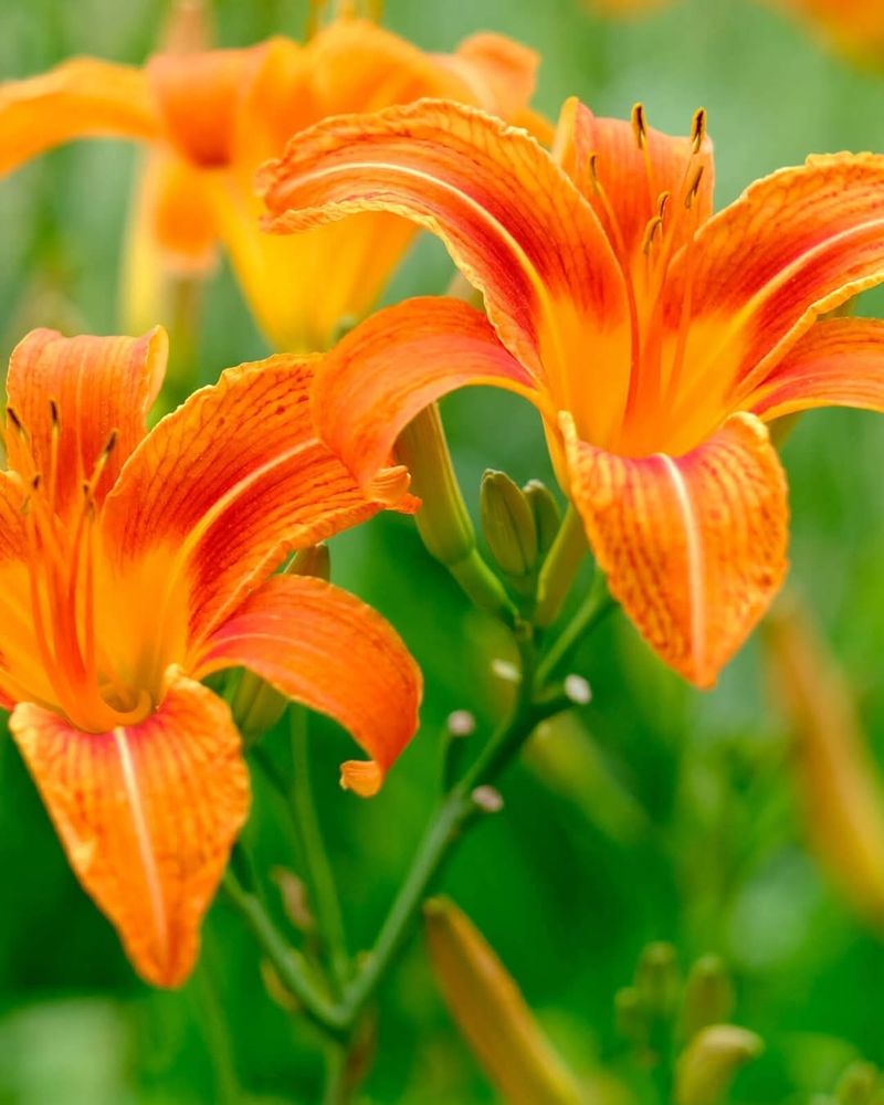 Daylilies 