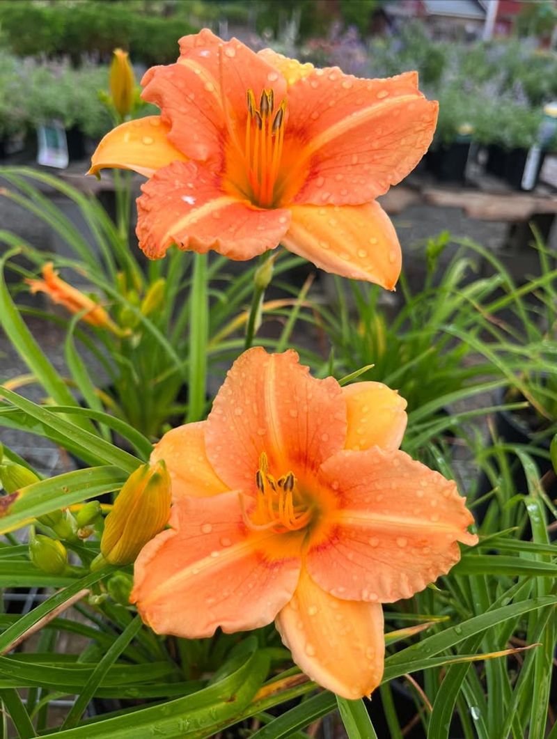 Daylilies And Catmint Daylilies And Catmint
