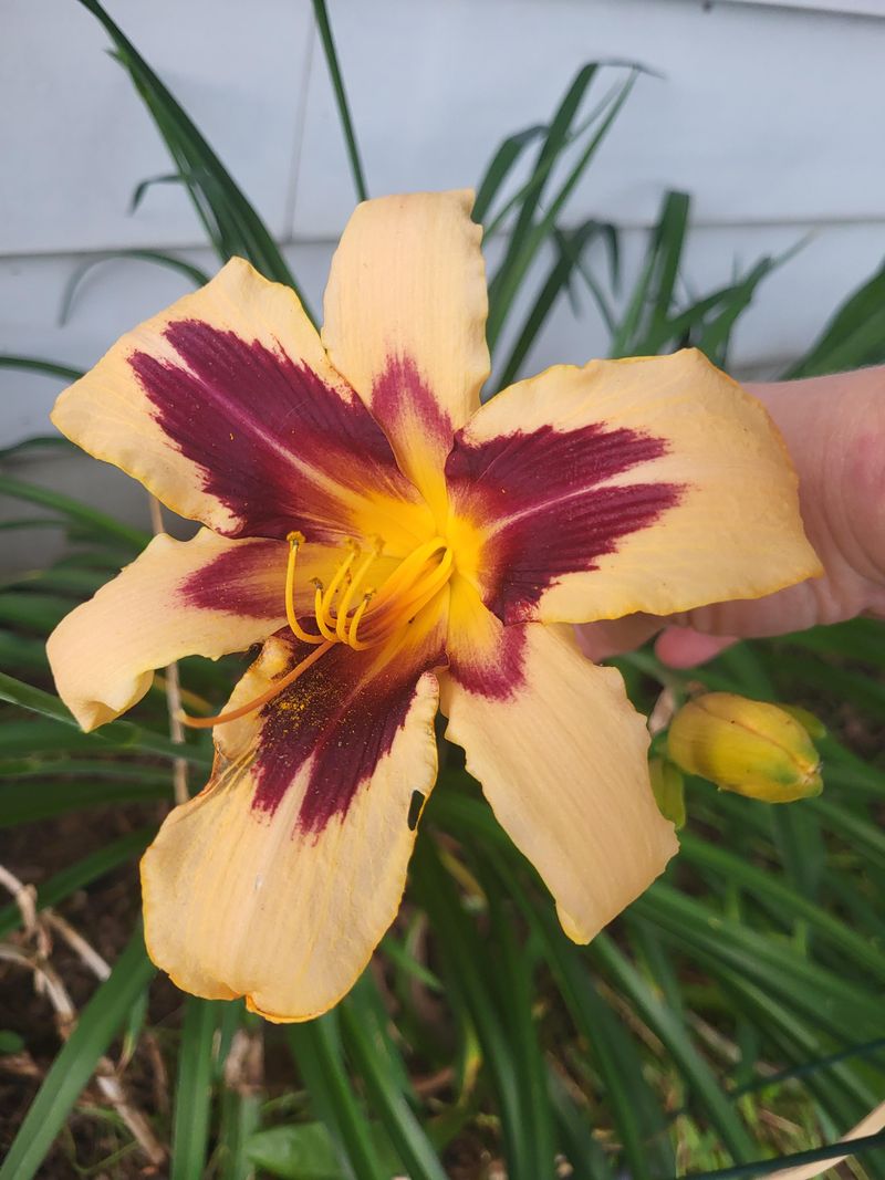 Daylilies Give Oregon Yards Reliable Curb Appeal Daylilies Give Oregon Yards Reliable Curb Appeal