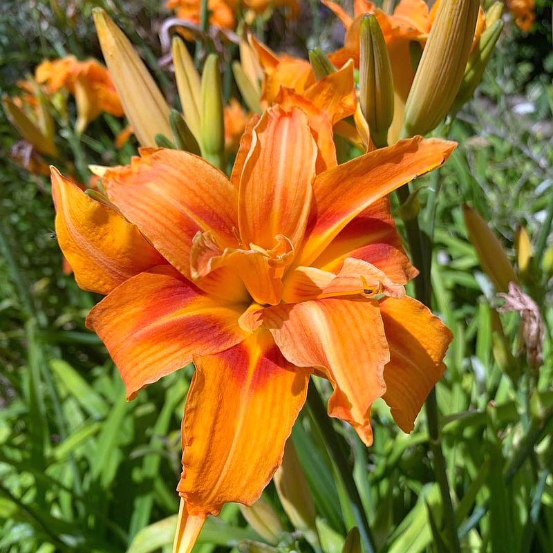 Daylilies (Hemerocallis Spp.)