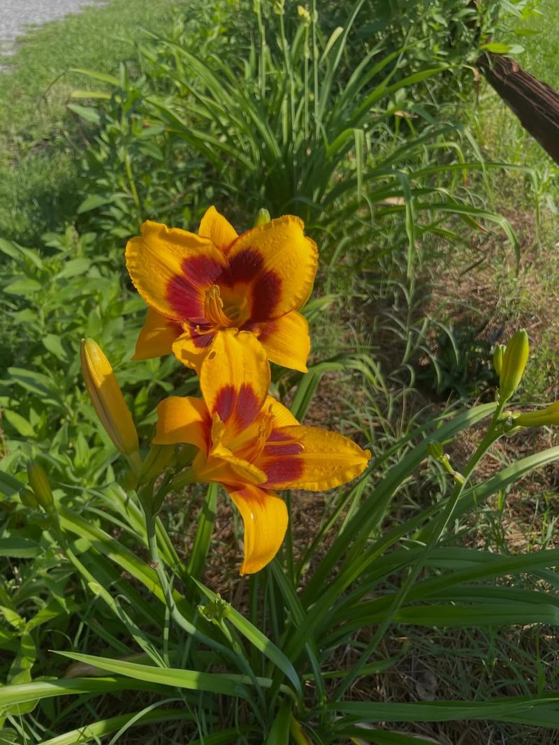 Daylilies Keep Borders Bright With Little Fuss