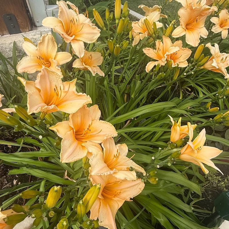Daylilies Turn A Small Planting Into A Bigger Display