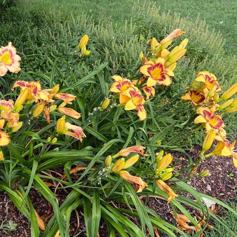 Daylily 