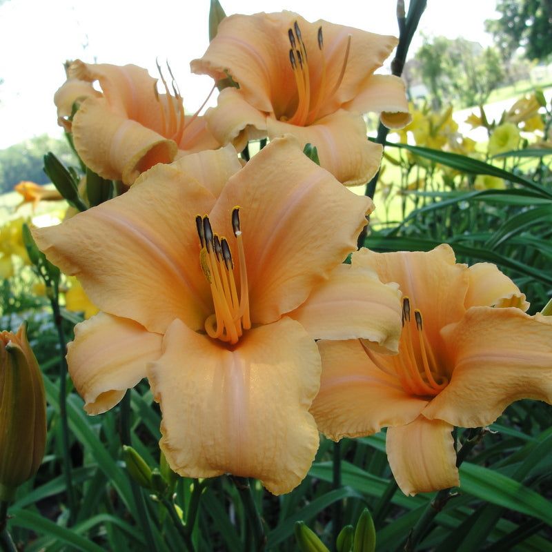 Daylily Adds Easy Color Year After Year