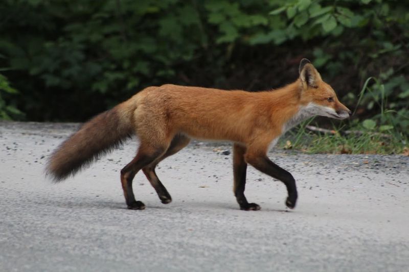 Daytime Sightings Do Not Always Mean Something Is Wrong