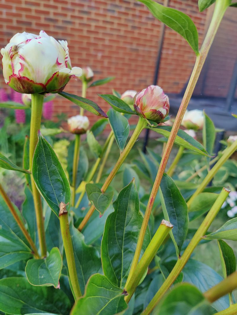 Deadhead Spent Blooms Right Away