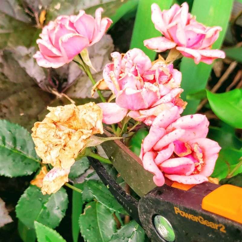 Deadhead Spent Blooms Deadhead Spent Blooms