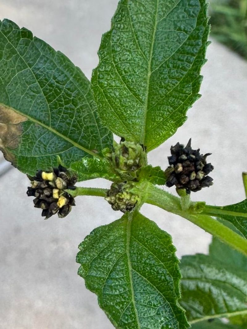 Deadhead Spent Flower Clusters Before They Set Seed Deadhead Spent Flower Clusters Before They Set Seed