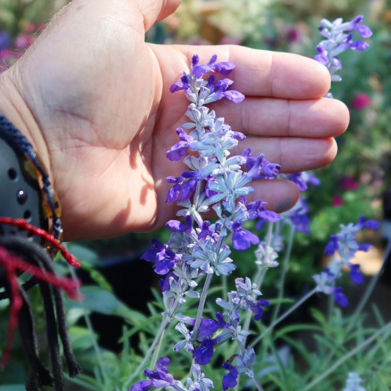 Deadhead Spent Flowers Regularly