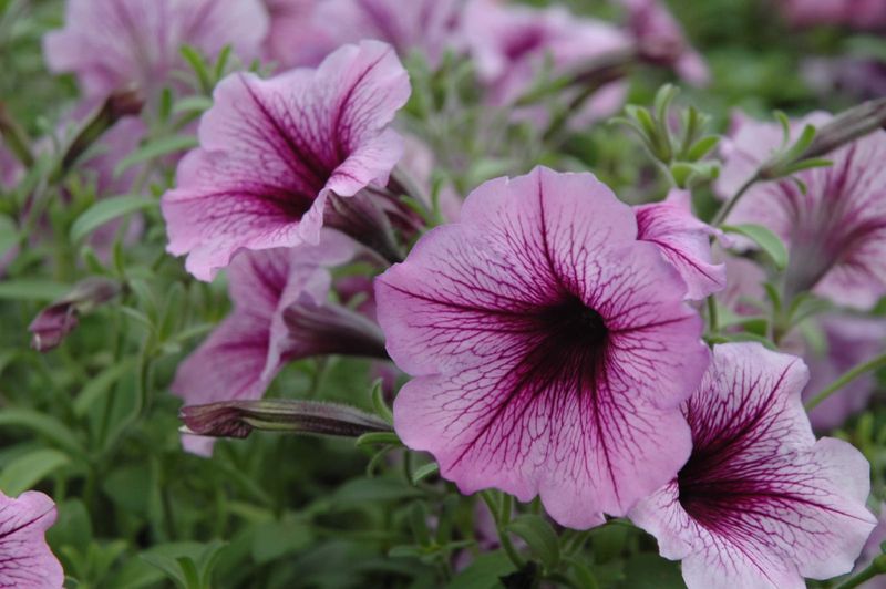 Deadheading During Midday Heat