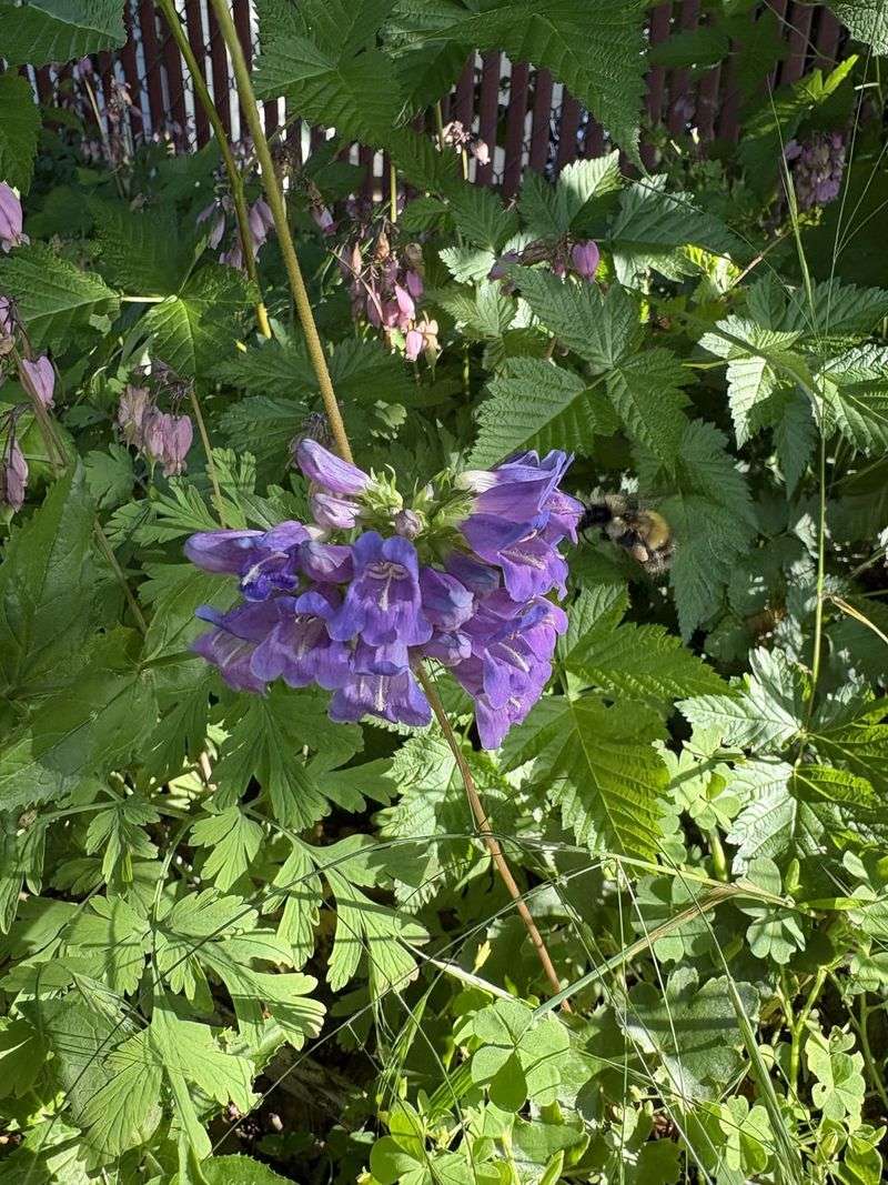 Deadheading Keeps The Plant Tidier