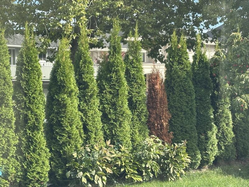 Decide Whether You Want Evergreen Privacy Or Seasonal Screening