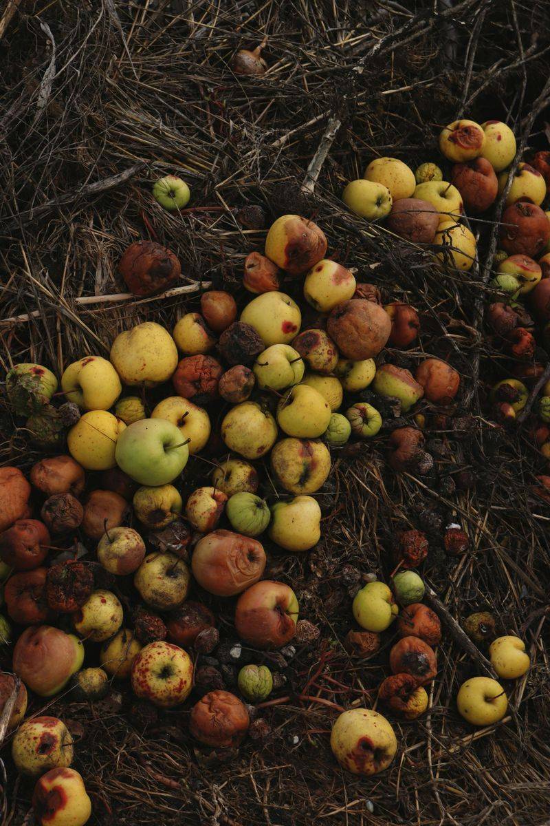 Decomposing Organic Matter Is Like A Neon Sign For Nesting Ants Decomposing Organic Matter Is Like A Neon Sign For Nesting Ants