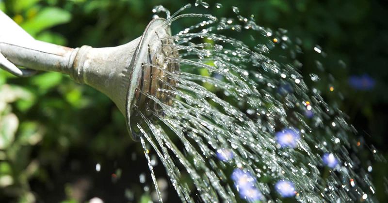 Deep, Consistent Watering
