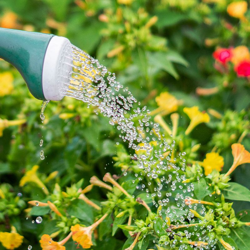 Deep, Consistent Watering