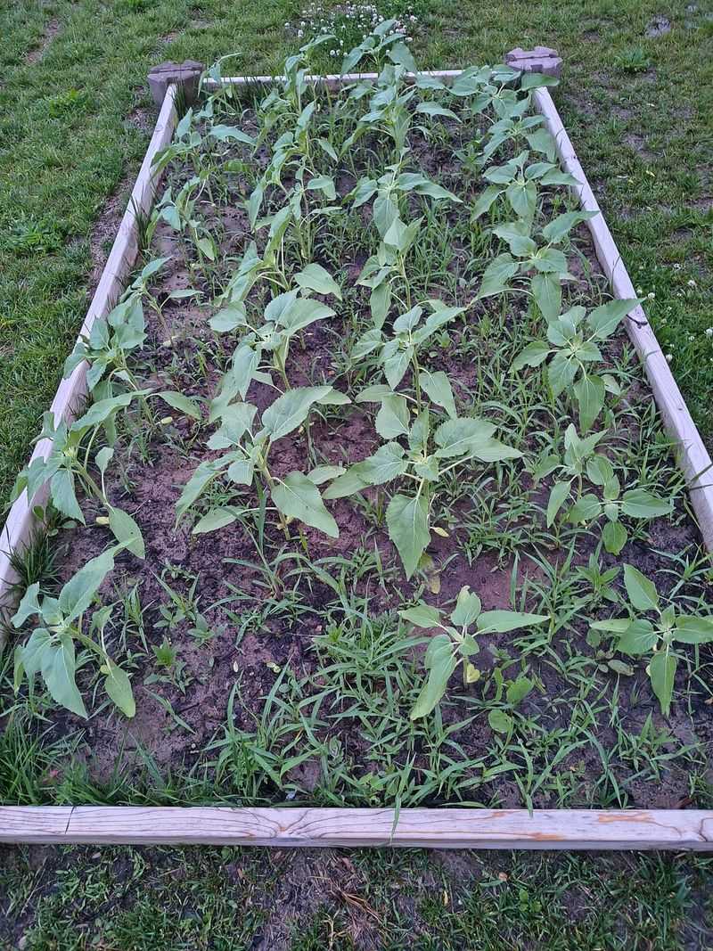 Deep Hoeing Brings New Seeds Up
