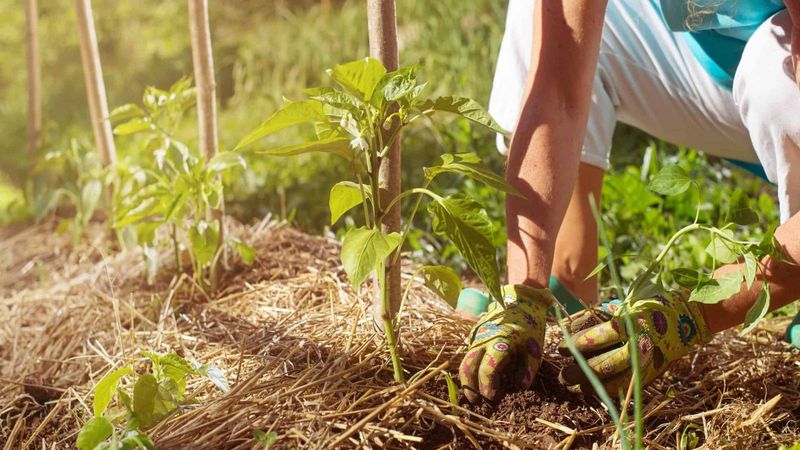 Deep Mulch Can Smother Young Plants Deep Mulch Can Smother Young Plants