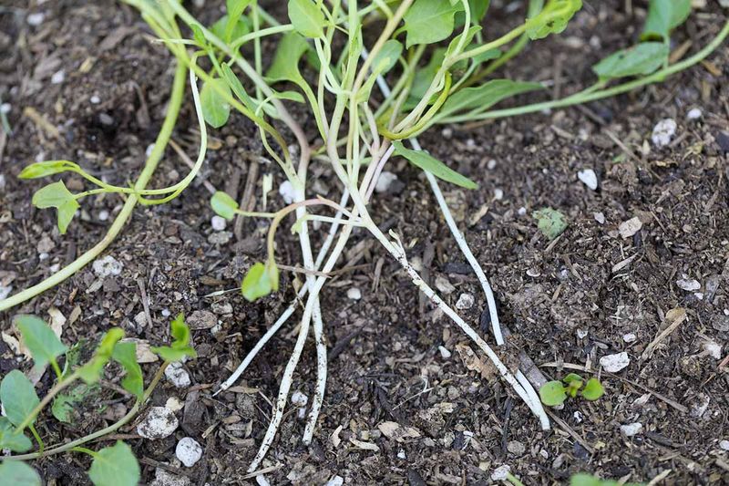 Deep Roots Help It Return