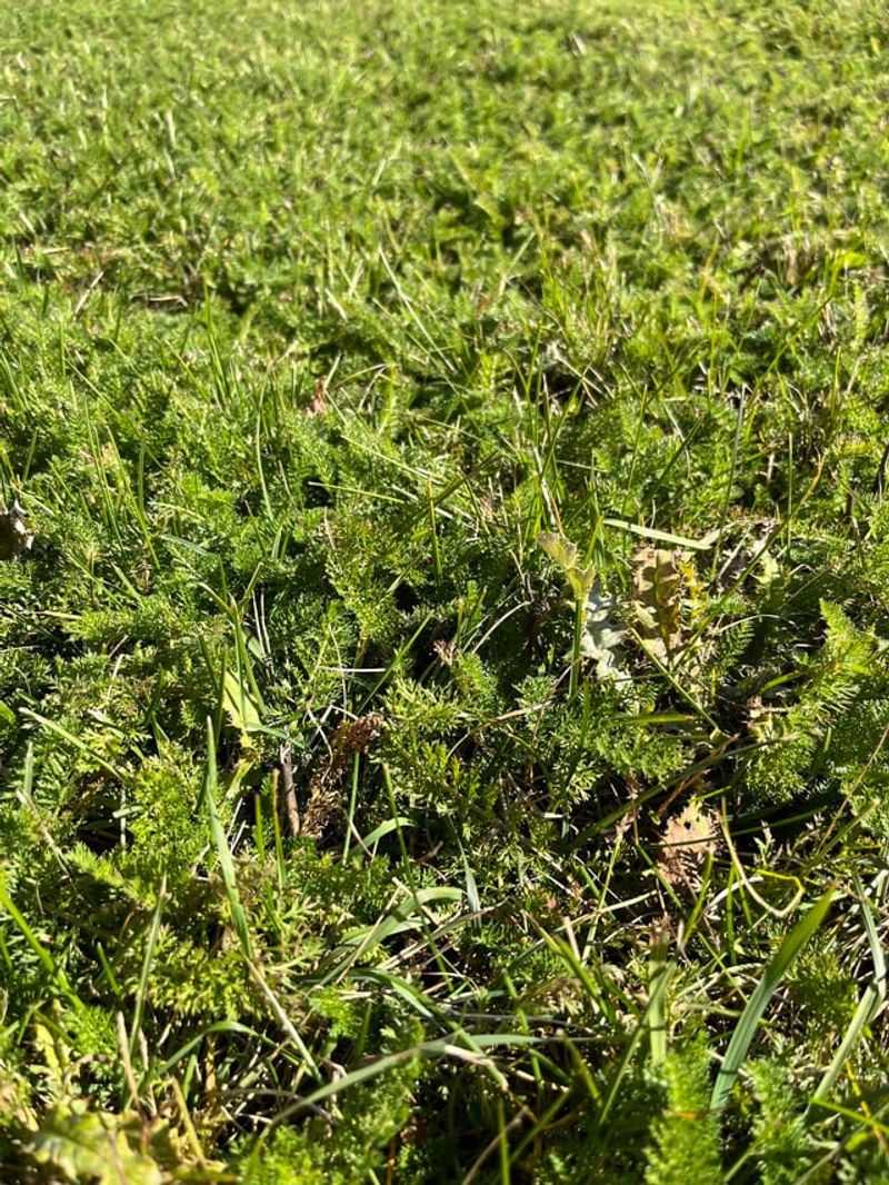 Deep Roots Help It Stay Green In Dry Spells Deep Roots Help It Stay Green In Dry Spells