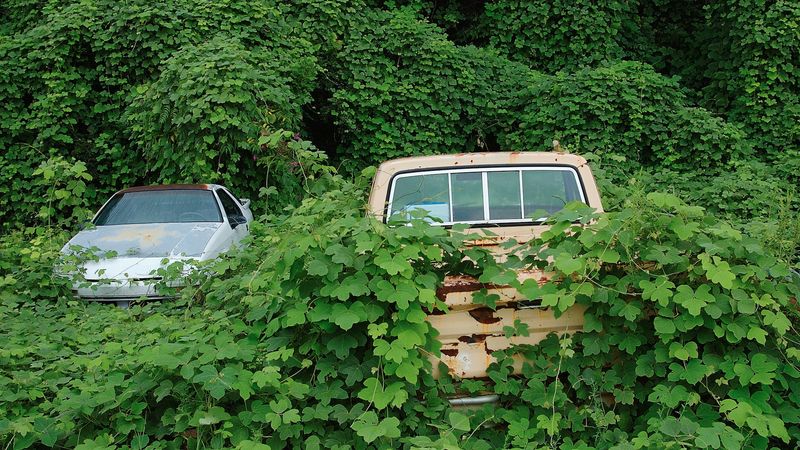 Deep Roots Make Kudzu Hard To Pull For Good Deep Roots Make Kudzu Hard To Pull For Good