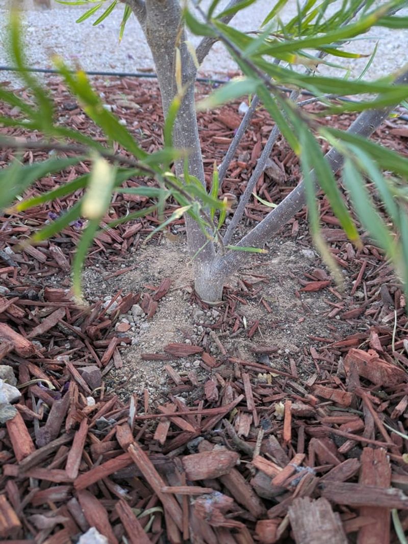 Deep Roots Reach Stored Moisture