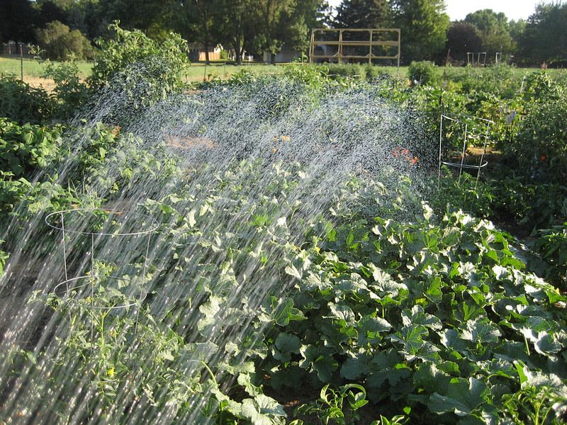 Deep Watering Builds Stronger Roots Deep Watering Builds Stronger Roots