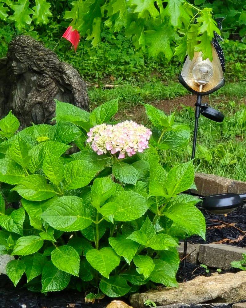 Deep Watering During Dry Periods