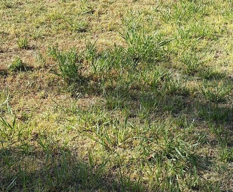 Deep Watering Encourages Roots To Grow Lower Deep Watering Encourages Roots To Grow Lower
