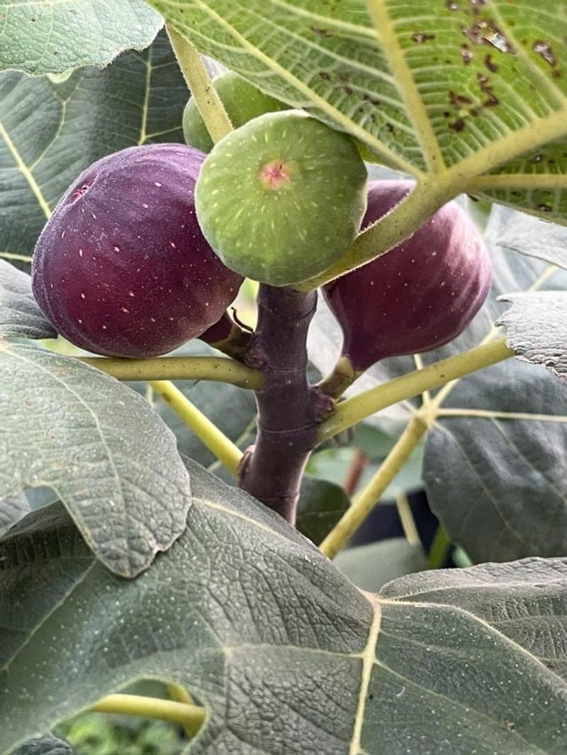 Deep Watering Helps During Dry Weeks Deep Watering Helps During Dry Weeks