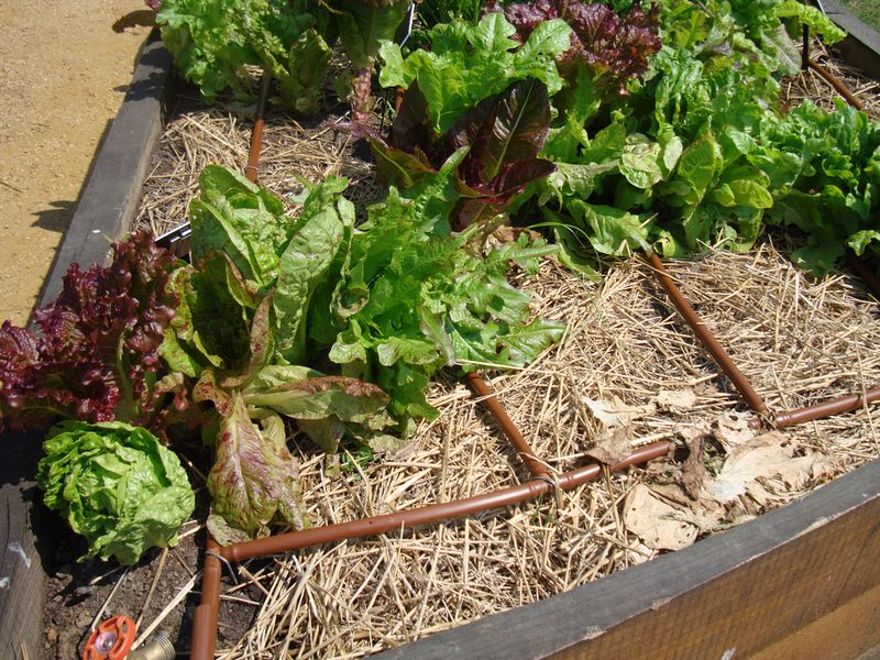 Deep Watering Helps Roots Stay Cooler Longer