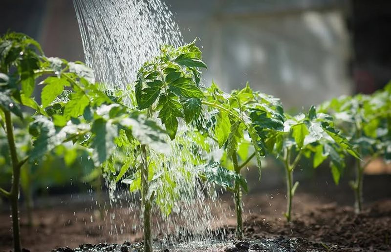 Deep Watering Keeps Plants From Shutting Down Deep Watering Keeps Plants From Shutting Down