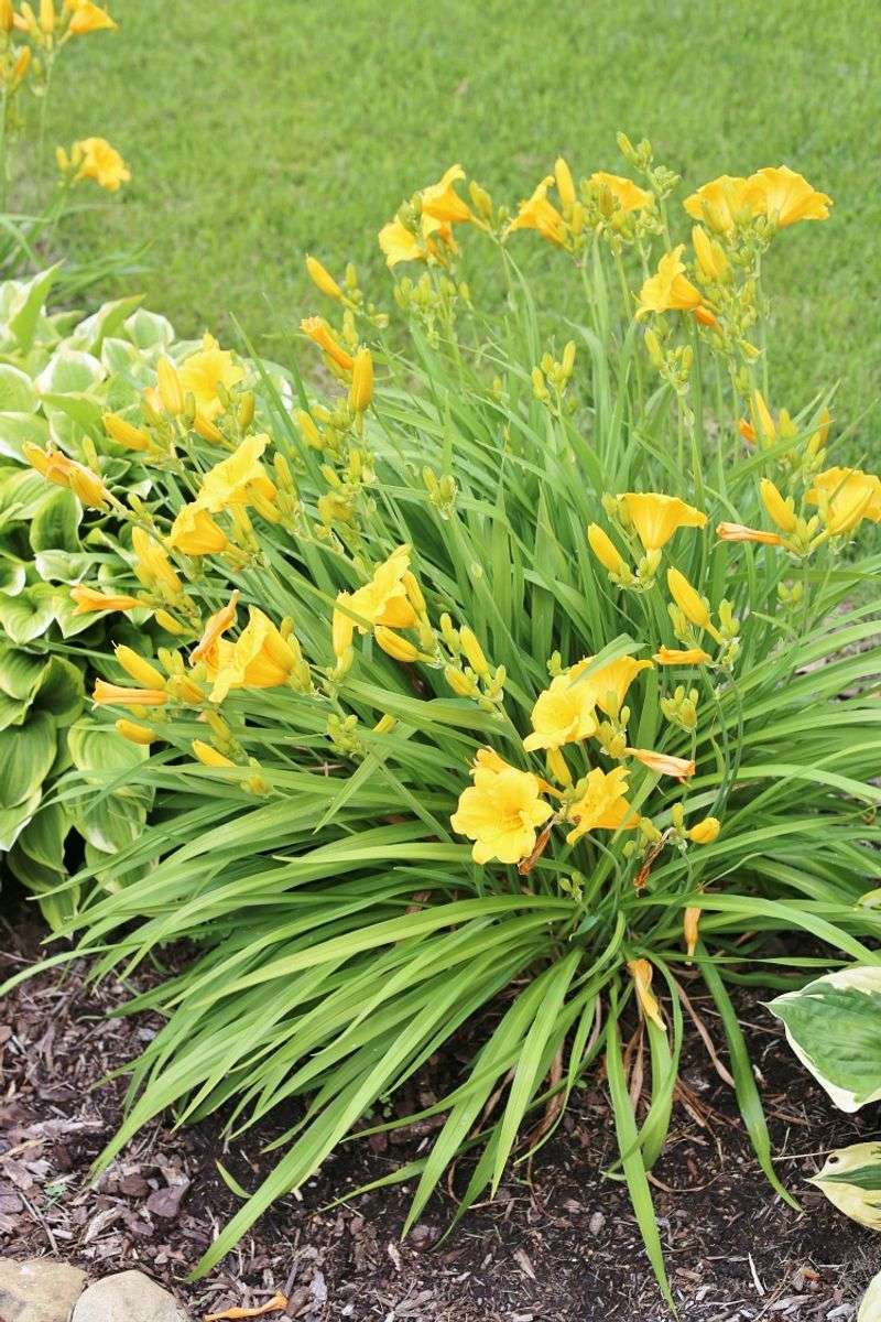 Deep Watering Supports New Root Growth