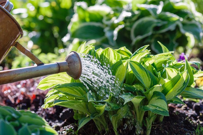 Deep Watering Supports Stressed Roots