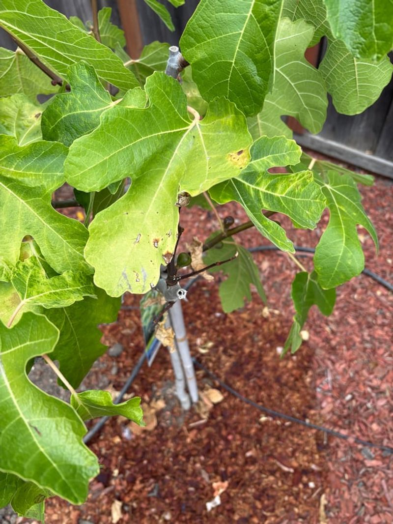 Deep Watering Works Better Than Daily Sprinkling Deep Watering Works Better Than Daily Sprinkling