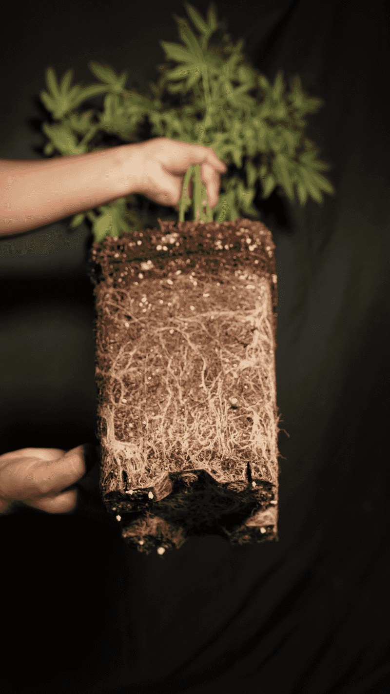 Deeper Roots Fuel Bigger Blooms Deeper Roots Fuel Bigger Blooms